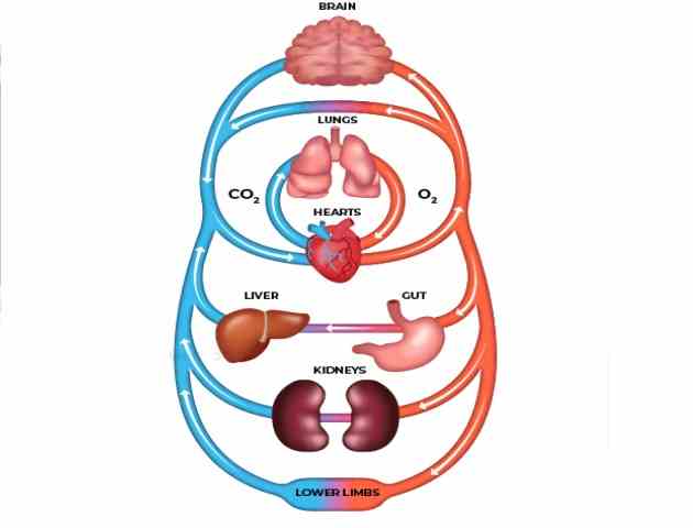 Circulatory System MCQs Class 10 Concise ICSE Selina Solutions