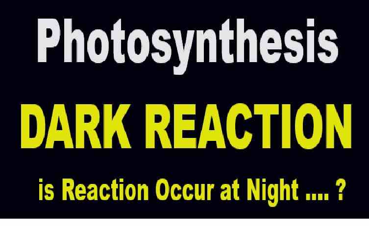 Photosynthesis Descriptive Ans Concise Biology Selina Solutions - ICSEHELP