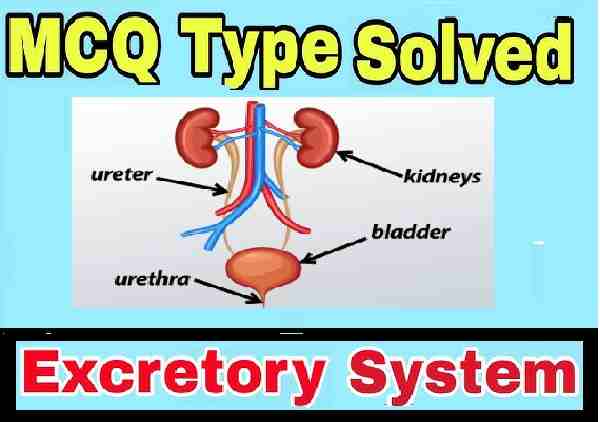 Excretory System MCQs Class 10 Concise ICSE Selina Solutions