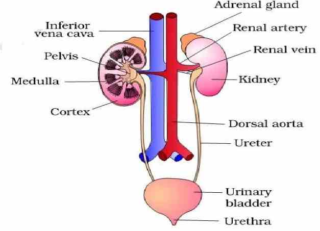 Excretory System Short Ans Concise Class 10 ICSE Selina Solutions