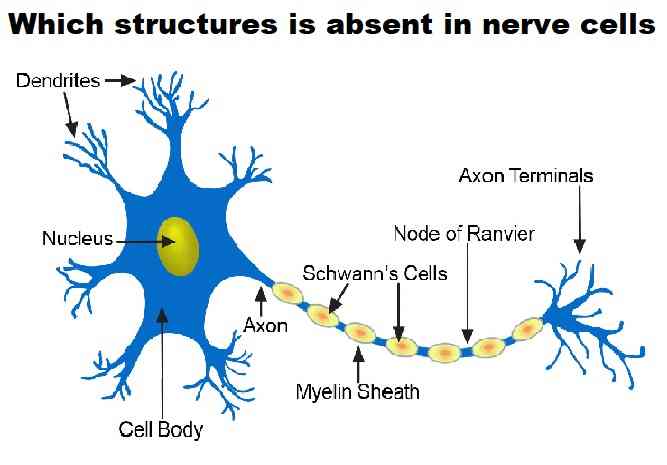 Nervous System MCQs Class 10 Concise ICSE Selina Solutions