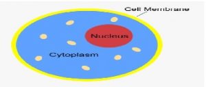 Gross Structure of cell - The Three Essential Parts