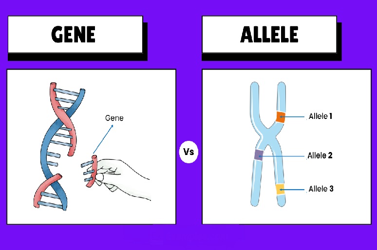 Genes and their Alleles