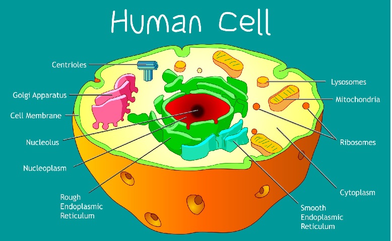 cell structure