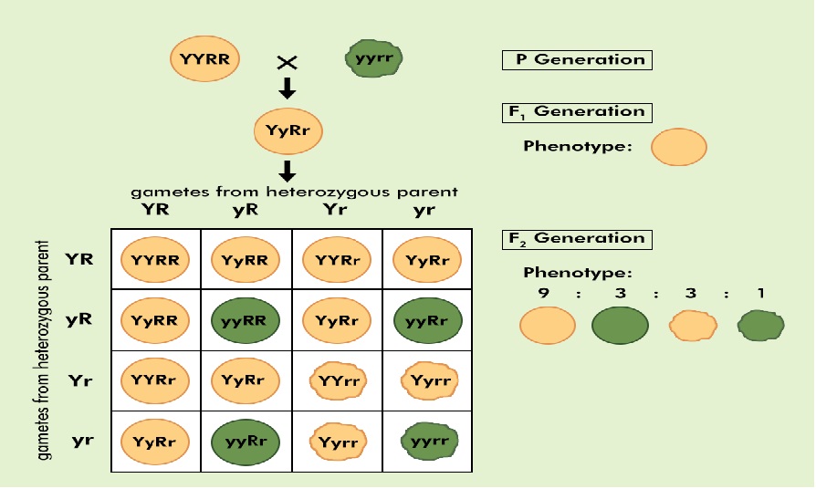 Dihybrid Cross in Pea Plant in Genetics