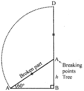 Que-20: A vertically straight tree, 15 m high, is broken by the wind in such a way that its top just touches the ground and makes an angle of 60° with the ground. At what height from the ground did the tree break ? (Use √3 = 1.73)