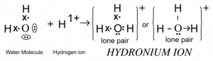 Que-4: Acids dissolve in water and produce positively charged ions. Draw the structure of these positive ions.