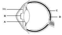 Que-4: Eyes are the sense organs located in deep sockets on the front side of the head. Eyes can receive the light stimulus and hence considered as photoreceptors. Eyes are protected with eyelids, eyebrows and tear glands, etc. Eyes are visionary in function.