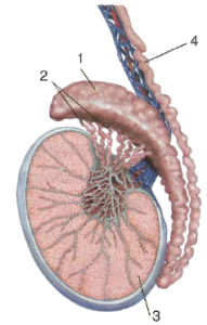 Que-3: The figure given below is an important gonad of humans. Study the figure and answer the following questions.