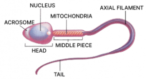 Que-3: The figure given below is an important gonad of humans. Study the figure and answer the following questions.