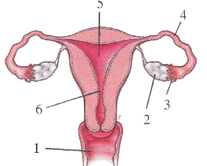 Que-6: The figure given below is the human female reproductive system. Study the same and answer the following questions.