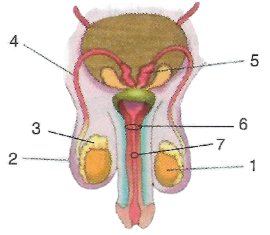 Que-2: The figure given ahead is an organ system of humans. Study the same and answer the following questions.