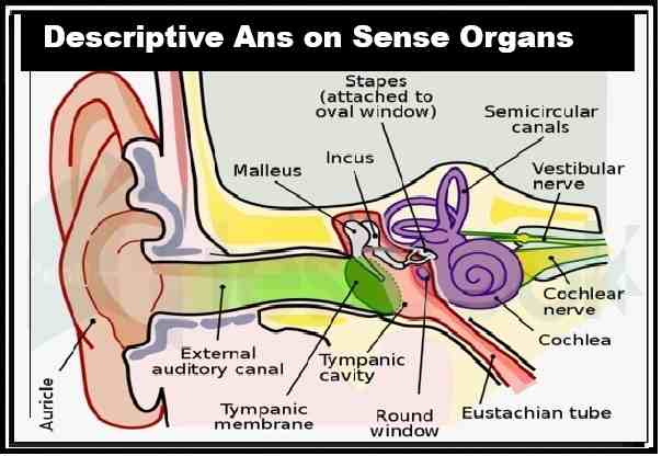 Descriptive Answer on Sense Organs Class 10 Concise ICSE Biology Selina Solutions