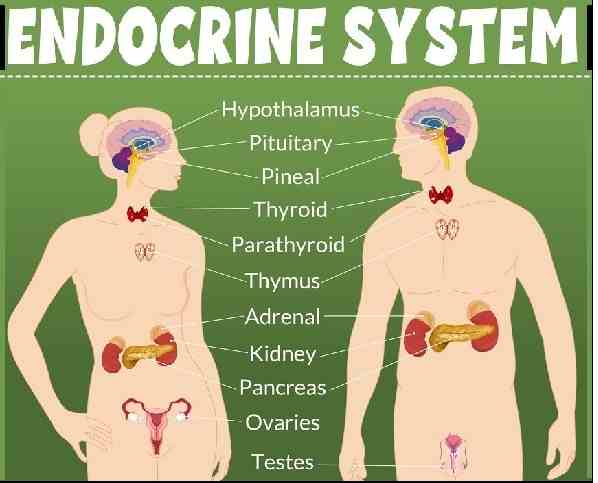 Endocrine System Class 10 Concise Short Answer ICSE Biology Selina Solutions