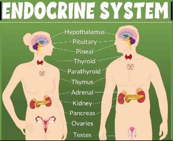 Endocrine System Class 10 Concise Very Short Answer ICSE Biology Selina Solutions