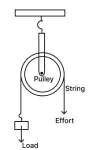 Que-5: Draw a neat labelled diagram showing a pulley being used to lift a load. How are load and effort related in an ideal situation ?