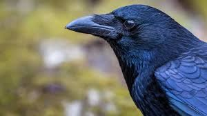 Crows: The Memory Champions