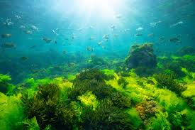 Ocean: The Real Lungs of the Planet