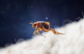 A Flea’s "Space Shuttle" Jump