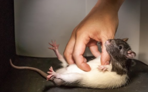 Rats with a Sense of Humor