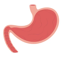 Your Stomach’s Acidic Power