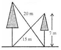 Que-9: Two trees are standing on flat ground. The height of the smaller tree is 7 m. The distance between the top of the smaller tree and the base of the taller tree is 15 m. The distance between the top of the taller tree and the base of the smaller tree is 20 m. Calculate
(i) the horizontal distance between the two trees.
(ii) the height of the taller tree.
Leave the answer in radical form.