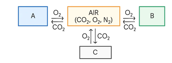 Study the diagram and name the processes A, B and C.