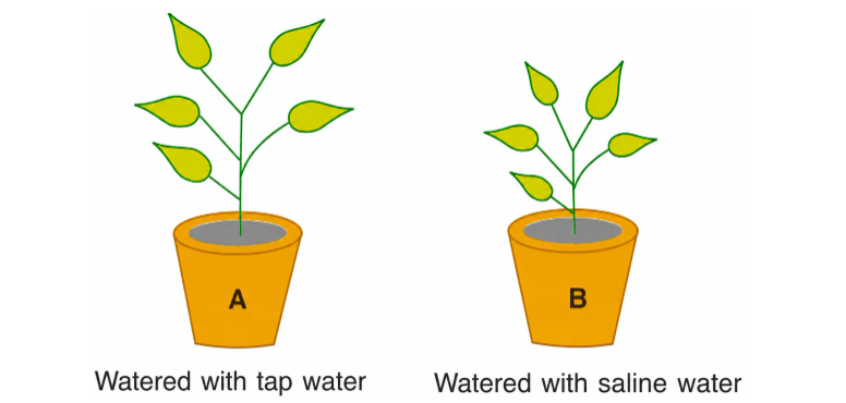 Siya kept two healthy potted plants A and B in sunlight. She watered plant A with tap water and plant B with saline water for a few days regularly. She observed that one of the plants grew well, the other could not. (i) Which potted plant did not grow well ? Why ? (ii) What is saline water ? (iii) What conclusion can you draw from Siya's experiment ?